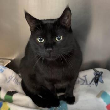 Domestic Short Hair Cats Available for Adoption in Dekalb, Illinois - Puma | PetCurious