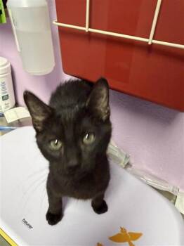 nick* -  Domestic Short Hair Cat for Adoption in El Paso, Texas - Nick* | PetCurious
