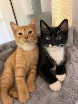 Domestic Short Hair and American Shorthair Cats Available for Adoption in Brierfield, Alabama - Skipper&Sailor | PetCurious