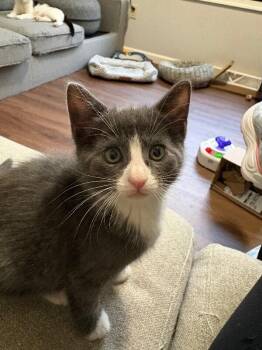 American Shorthair Cats Available for Adoption - Luna | PetCurious