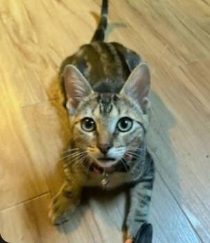 Garbanzo -  Domestic Short Hair Cat for Adoption in Warr Acres, Oklahoma - Garbanzo | PetCurious