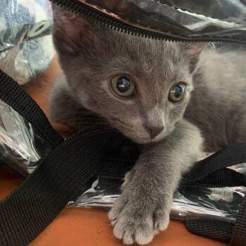 Faithful Uprising -  Domestic Short Hair Cat for Adoption in Fredericksburg, Virginia - Faithful Uprising | PetCurious