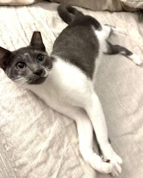 Gus -  Domestic Short Hair Cat for Adoption in New York, New York - Gus | PetCurious
