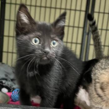 Domestic Short Hair Cats Available for Adoption in Long Beach, California - Geri | PetCurious