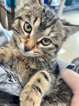 Domestic Short Hair Cats Available for Adoption - Wasabi | PetCurious