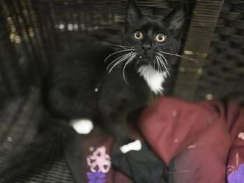 Domestic Short Hair Cats Available for Adoption in Antioch, California - EMBER | PetCurious