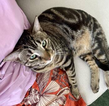 Casey (bonded with Alice) -  Tabby and Domestic Short Hair Cat for Adoption in Vaughan, Ontario - Casey (bonded With Alice) | PetCurious