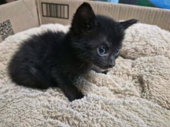 Constantine -  Domestic Short Hair Cat for Adoption in Emporia, Kansas - Constantine | PetCurious