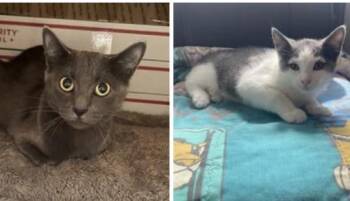 Bonded mom & Son Juliana & Sky Blue -  Russian Blue Cat for Adoption in Brampton, Ontario - Bonded Mom & Son Juliana & Sky Blue | PetCurious