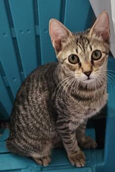 Donna26 -  Domestic Short Hair Cat for Adoption in Milwaukee, Wisconsin - Donna26 | PetCurious