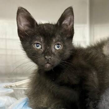 Nia - City of Industry Location -  Domestic Short Hair Cat for Adoption in Chino Hills, California - Nia - City Of Industry Location | PetCurious