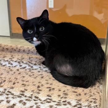 Domestic Short Hair Cats Available for Adoption - Apple Fritter | PetCurious