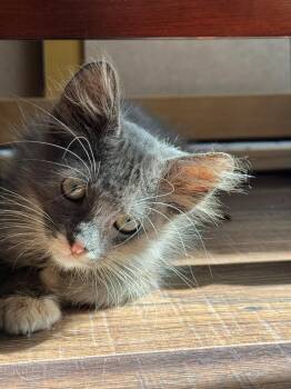 Rescue American Shorthair Cats for Adoption in Huntington Beach, California - Smokey | PetCurious