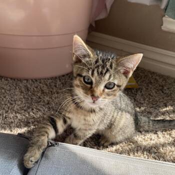 Domestic Short Hair Cats Available for Adoption in Fayetteville, Arkansas - Tigger | PetCurious