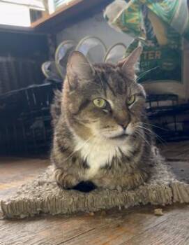 Loki -  Domestic Short Hair Cat for Adoption in New York, New York - Loki | PetCurious