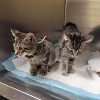 Fire Hose -  Domestic Short Hair Cat for Adoption in Westminster, California - Fire Hose | PetCurious