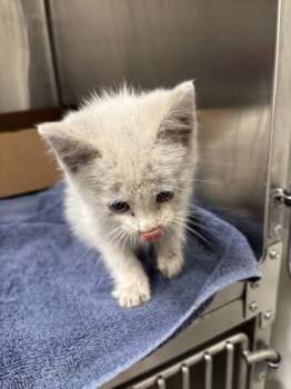 Templeton -  Domestic Short Hair Cat Available for Adoption in Daphne, Alabama - Templeton | PetCurious