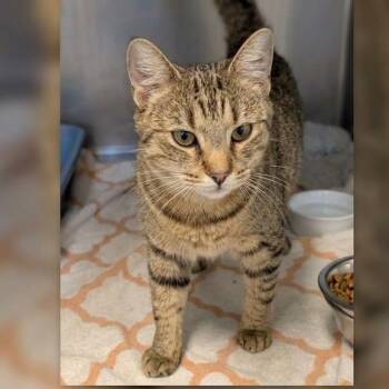 Hazel -  Domestic Short Hair Cat for Adoption in Toms Brook, Virginia - Hazel | PetCurious