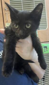 Fortune -  Domestic Short Hair Cat for Adoption in Chamblee, Georgia - Fortune | PetCurious