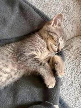 Pepper -  Domestic Short Hair Cat for Adoption in Ottawa Hills, Ohio - Pepper | PetCurious
