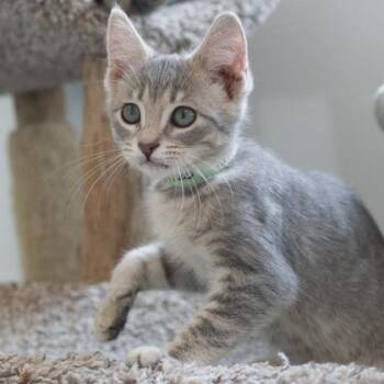 Matzo -  Domestic Short Hair Cat for Adoption in Verona, Wisconsin - Matzo | PetCurious
