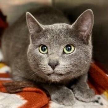 Domestic Short Hair Cats Available for Adoption - Mac Bonded W/ Mouse | PetCurious