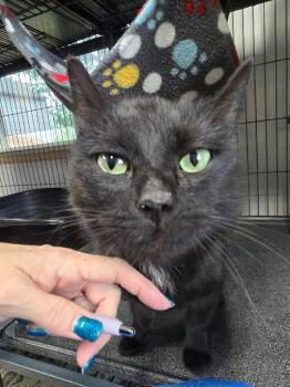 Bagheera -  Domestic Short Hair Cat for Adoption in Shelton, Washington - Bagheera | PetCurious