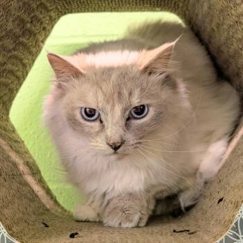 Tilly -  Domestic Medium Hair and Ragdoll Cat for Adoption in Spokane, Washington - Tilly | PetCurious