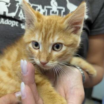 Rufus -  Domestic Short Hair Cat for Adoption in Columbia, Missouri - Rufus | PetCurious