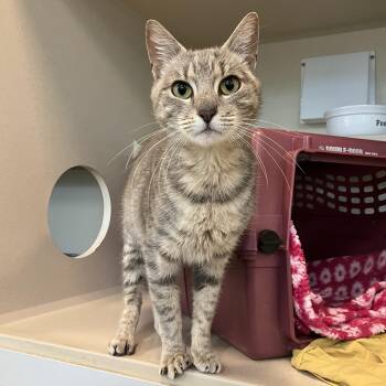Kensie -  Domestic Short Hair Cat for Adoption in Eatontown, New Jersey - Kensie | PetCurious