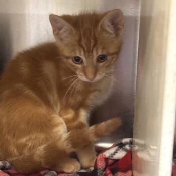 Knuckles -  Domestic Short Hair Cat for Adoption in Newark, New Jersey - Knuckles | PetCurious