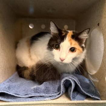 Dumpling -  Domestic Medium Hair Cat for Adoption in Pasadena, California - Dumpling | PetCurious