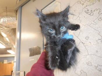 Domestic Medium Hair Cats Available for Adoption in San Jose, California - A1407641 | PetCurious