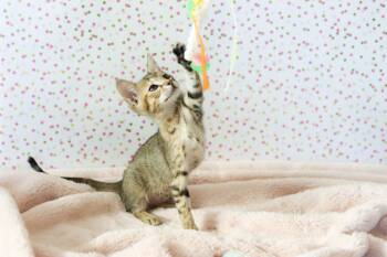 Duchess Cuddlestoo -  Torbie and Domestic Short Hair Cat for Adoption in Chandler, Arizona - Duchess Cuddlestoo | PetCurious