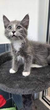 Petal -  Domestic Short Hair Cat for Adoption in Daphne, Alabama - Petal | PetCurious