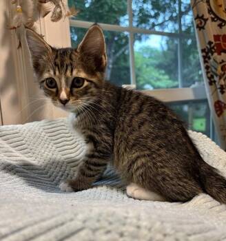POACHED -  Domestic Short Hair Cat for Adoption in Louisville, Kentucky - POACHED | PetCurious