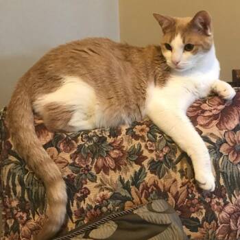 Vinny -  Domestic Short Hair Cat for Adoption in Jupiter, Florida - Vinny | PetCurious