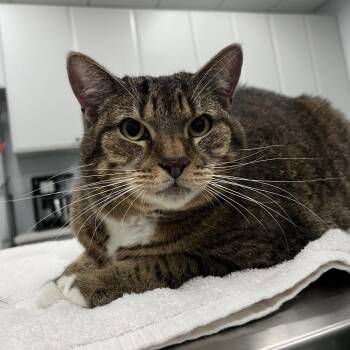 Domestic Short Hair Cats Available for Adoption - Cher | PetCurious