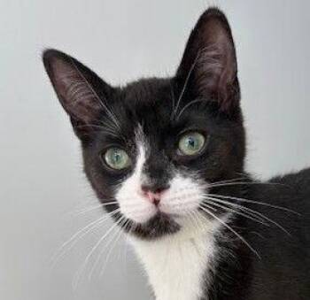 Domestic Short Hair Cats Available for Adoption - Nog (+Sibling) | PetCurious