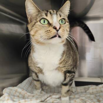Midnight -  Domestic Short Hair Cat for Adoption in Jersey City, New Jersey - Midnight | PetCurious