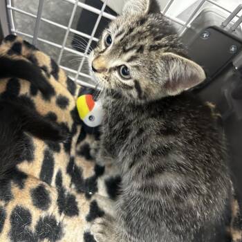 Kimchi -  Domestic Short Hair Cat for Adoption in Philadelphia, Pennsylvania - Kimchi | PetCurious