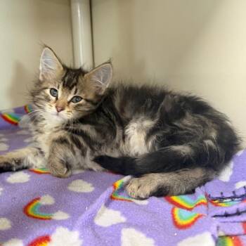 Forky -  Domestic Long Hair Cat for Adoption in Spanish Fork, Utah - Forky | PetCurious