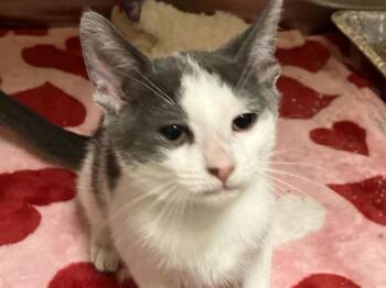 Domestic Short Hair Cats Available for Adoption in Tustin, California - CALYPSO | PetCurious