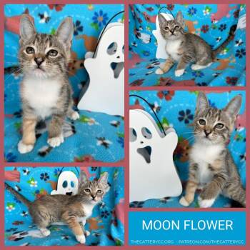 Moon Flower -  Domestic Short Hair Cat for Adoption in Corpus Christi, Texas - Moon Flower | PetCurious