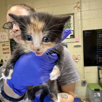 Junebug -  Domestic Short Hair Cat for Adoption in Columbus, North Carolina - Junebug | PetCurious