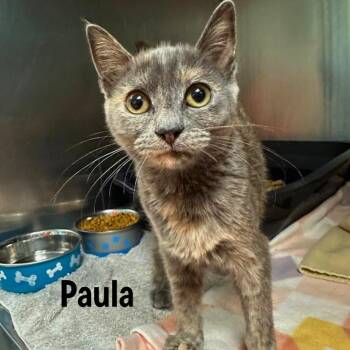 Paula -  American Shorthair Cat for Adoption in Oak Ridge, Tennessee - Paula | PetCurious