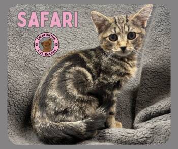 Rescue Domestic Short Hair Cats for Adoption in Hershey, Pennsylvania - Safari | PetCurious