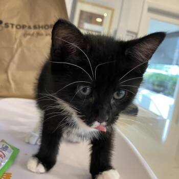 Rescue Domestic Short Hair Cats for Adoption in Hull, Massachusetts - Mittens | PetCurious