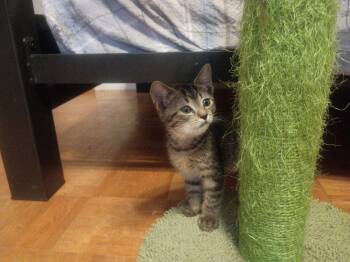 Dexter -  Domestic Short Hair Cat for Adoption in Hudson, New Hampshire - Dexter | PetCurious