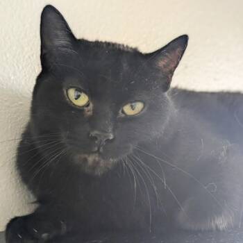 Cali -  Domestic Short Hair Cat for Adoption in Los Angeles, California - Cali | PetCurious